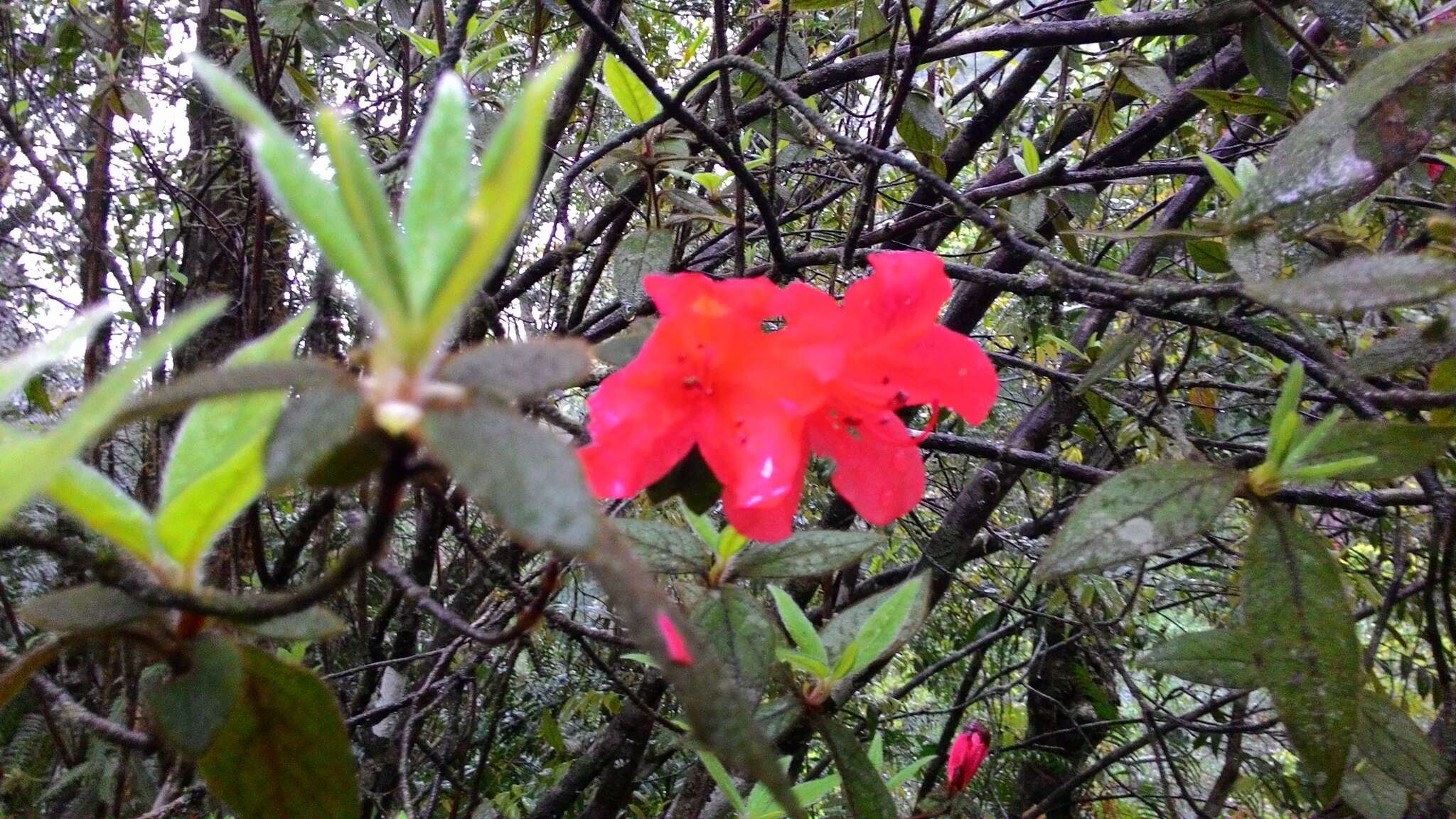 Image of Rhododendron oldhamii Maxim.