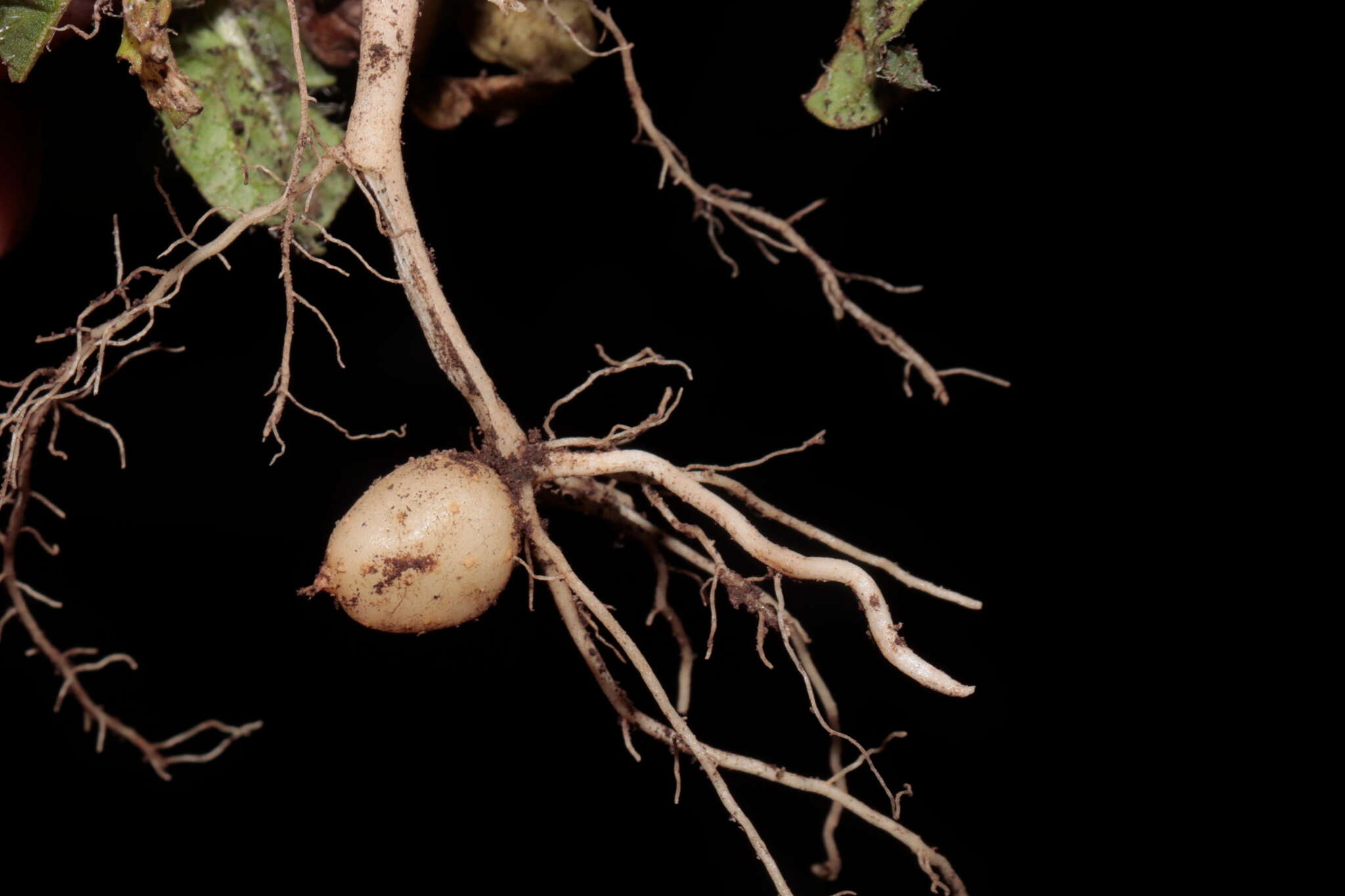 Image of Solanum acaule Bitter