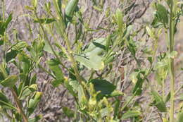 Image of willow baccharis