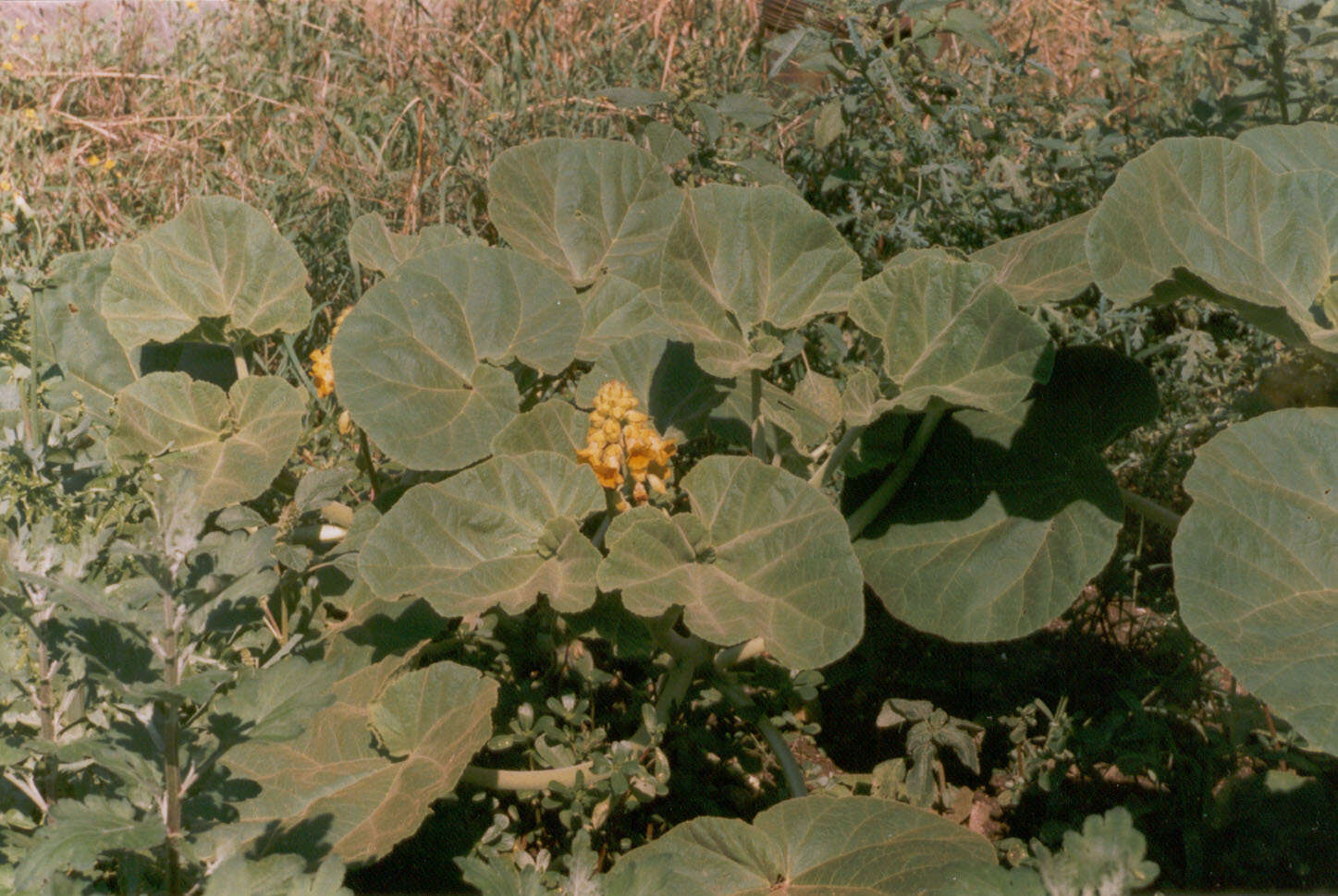 Image of yellow unicorn-plant