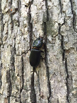 Image of Horned Passalus