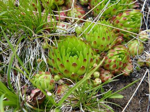 Imagem de Sempervivum globiferum subsp. arenarium (W. D. J. Koch) H.