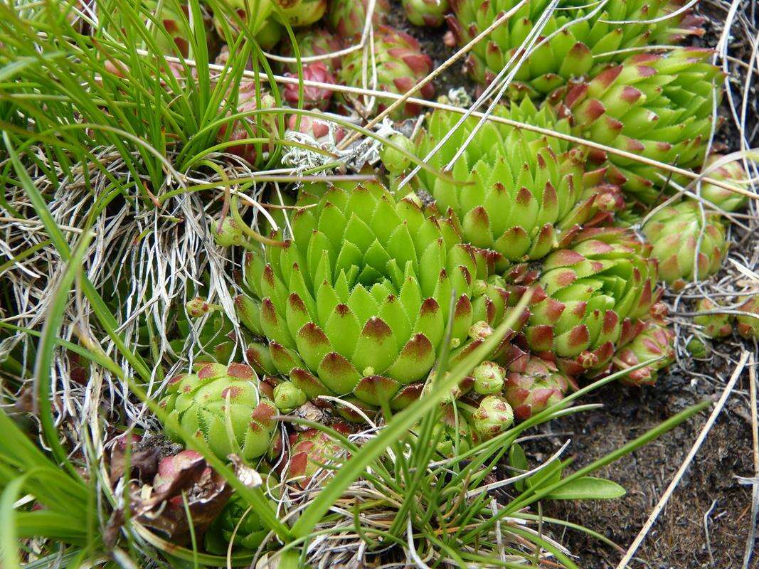 Imagem de Sempervivum globiferum subsp. arenarium (W. D. J. Koch) H.