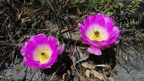 Image of Echinocereus pentalophus subsp. pentalophus