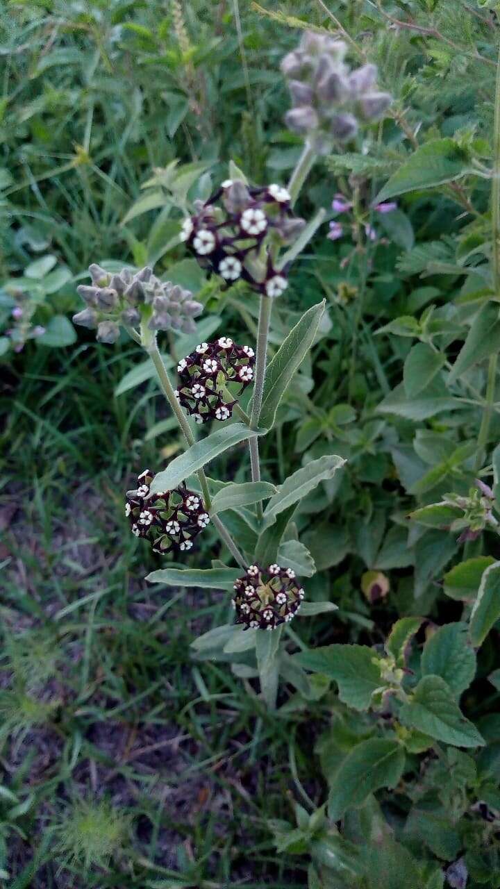 Image of Oxypetalum arnottianum Buek ex Fourn.