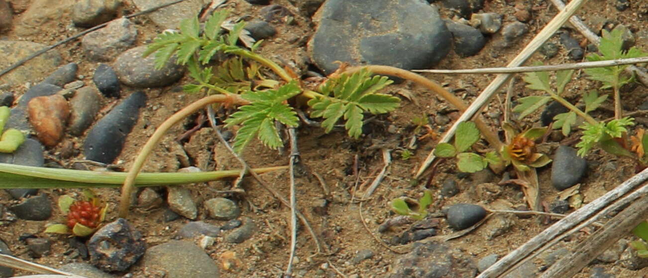 Image of Pacific silverweed
