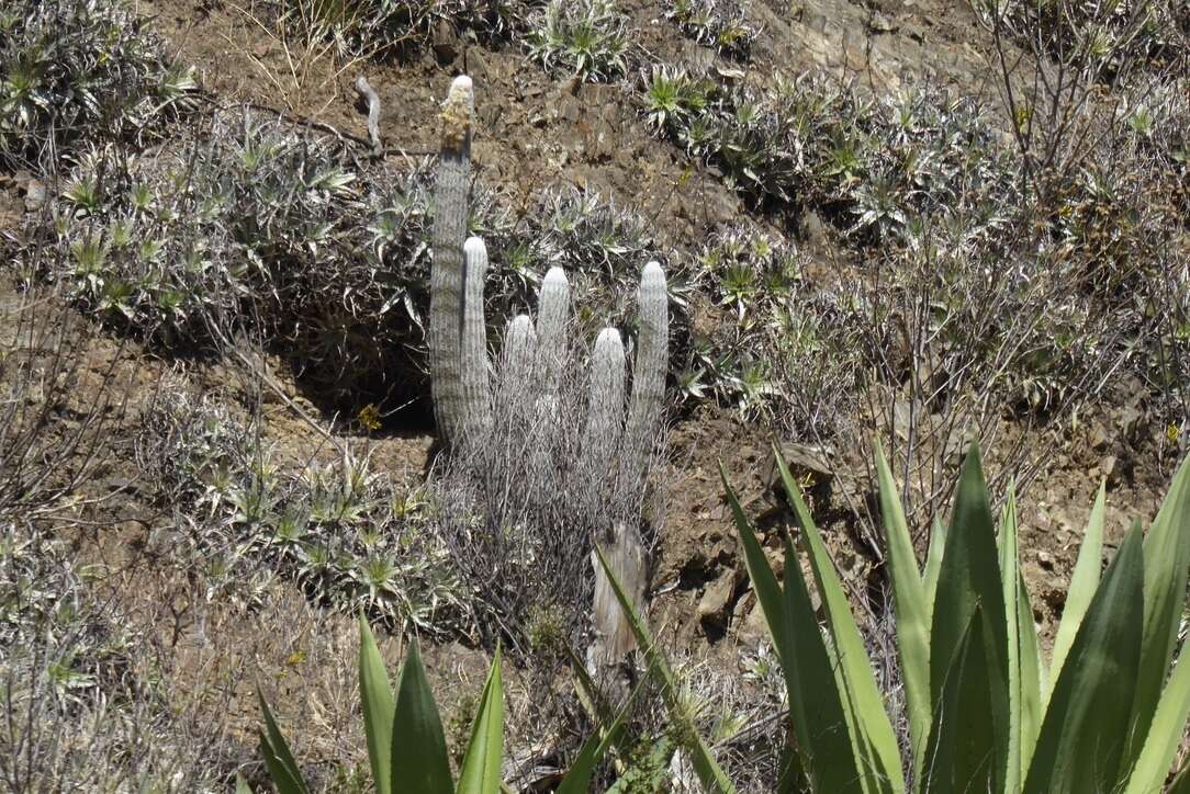 Imagem de Espostoa melanostele (Vaupel) Borg