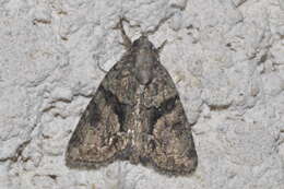 Image of Cryphia ochsi Boursin 1940