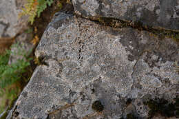 Image of California rim lichen