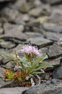 Image of Saussurea tilesii (Ledeb.) Ledeb.