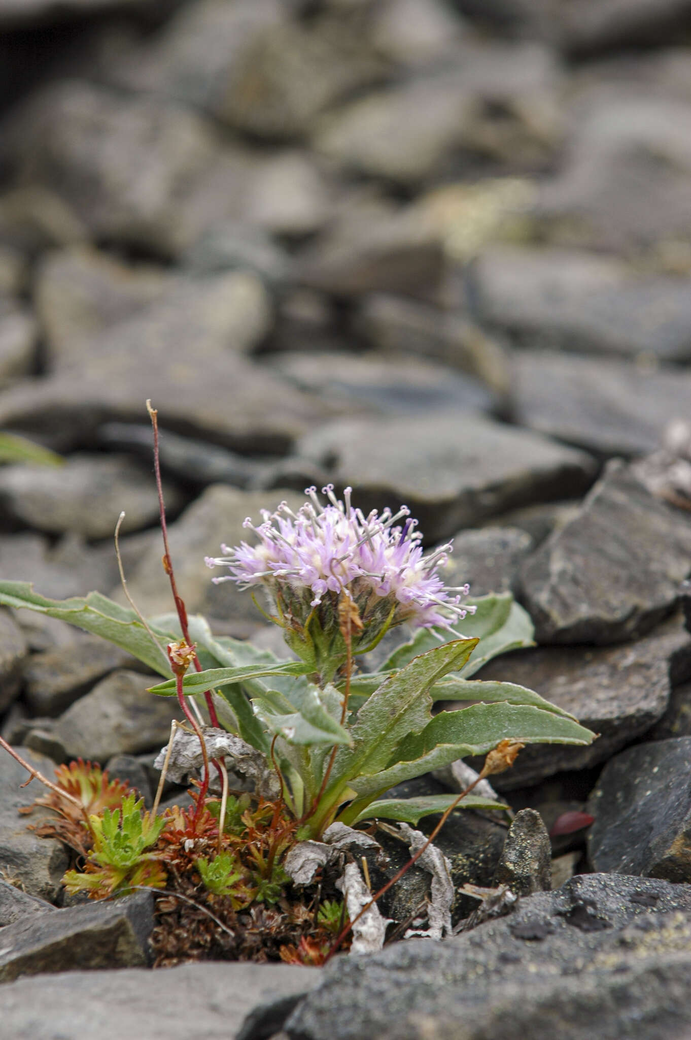 Image of Saussurea tilesii (Ledeb.) Ledeb.