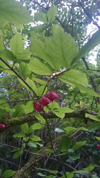 Image of Broad-leaved Spindle