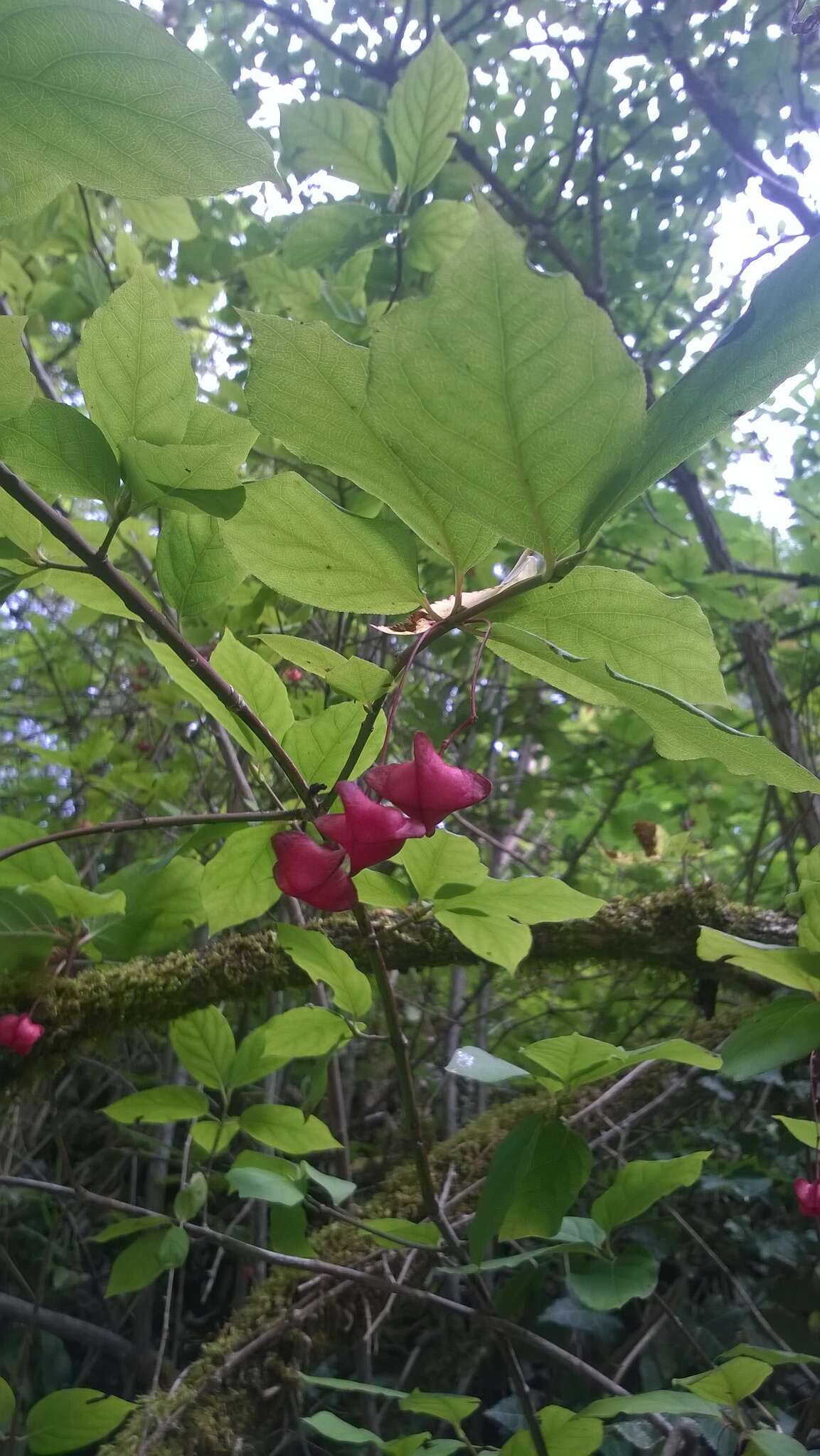 Imagem de Euonymus latifolius (L.) Mill.