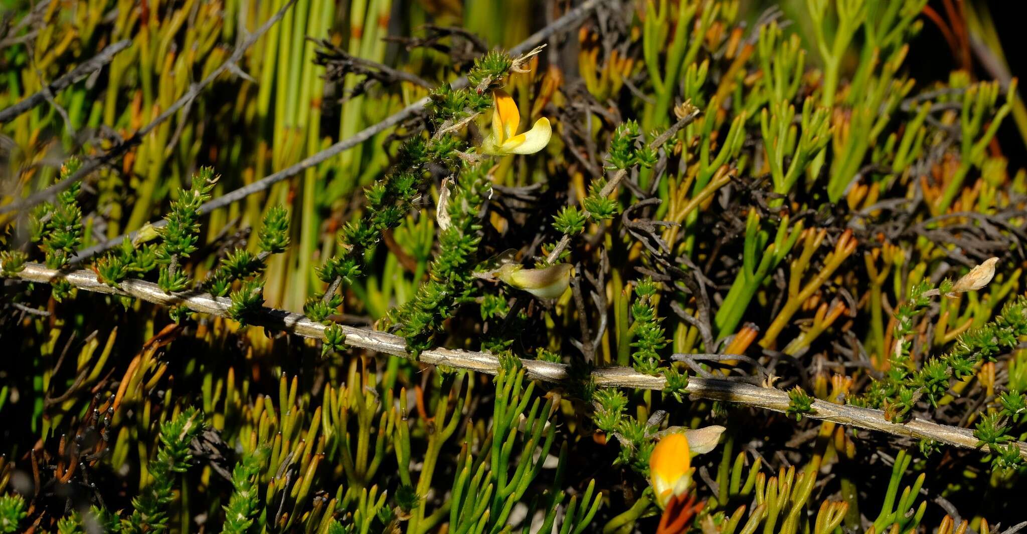 Imagem de Aspalathus aurantiaca R. Dahlgren