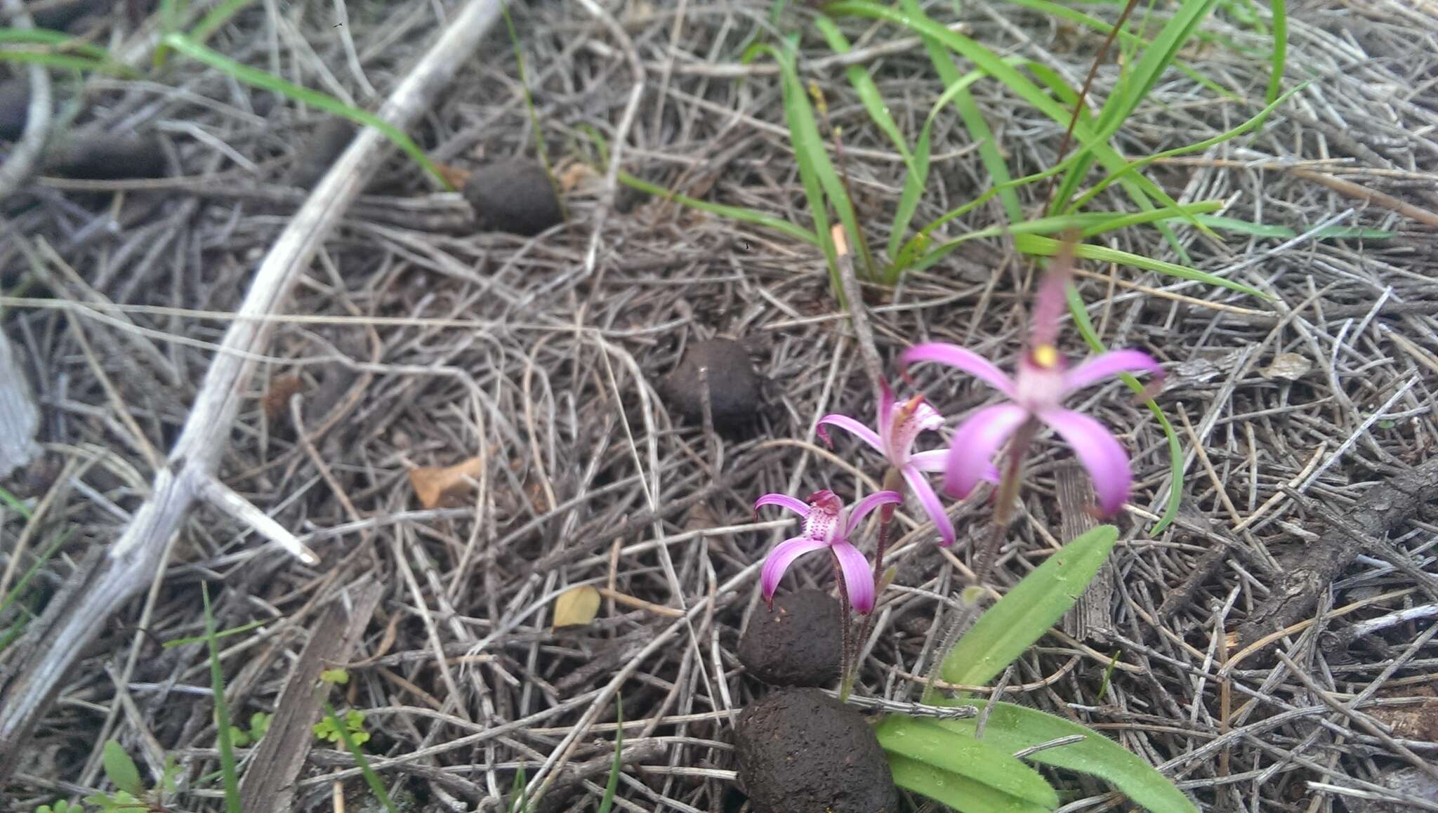 Image of Pink candy orchid