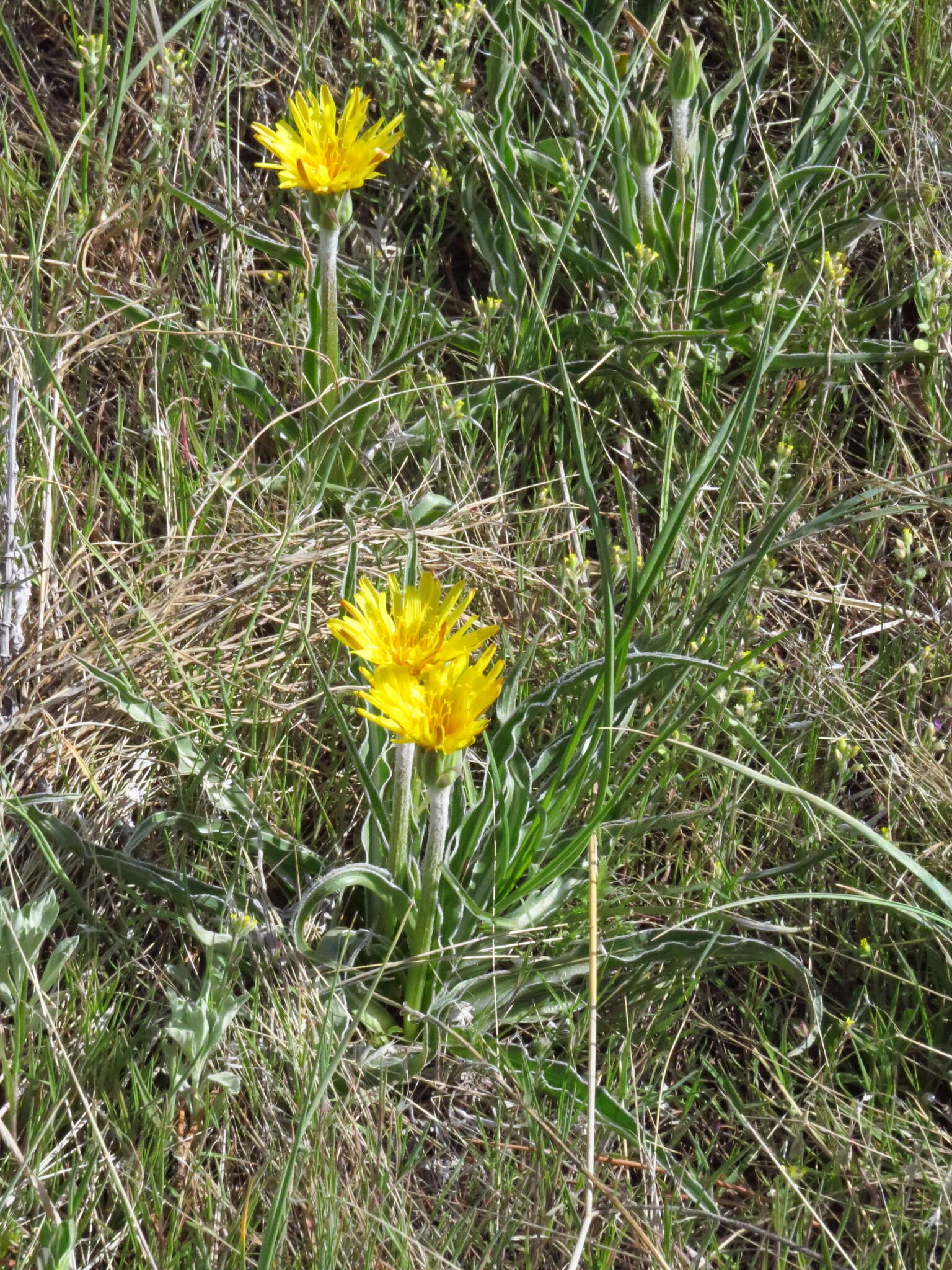 Image of prairie false dandelion