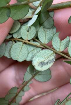 Sivun Stigmella sophorae (Hudson 1939) Dugdale 1988 kuva