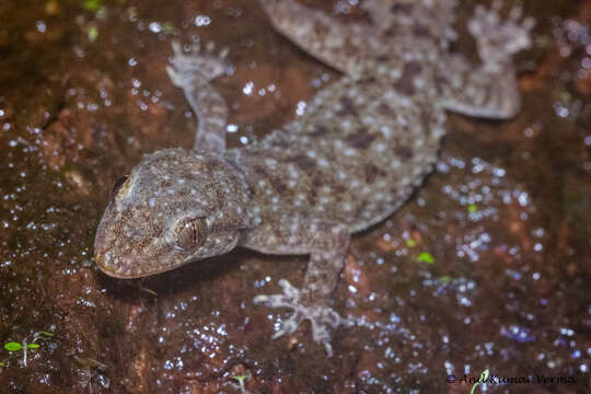 Image of Brook's House Gecko