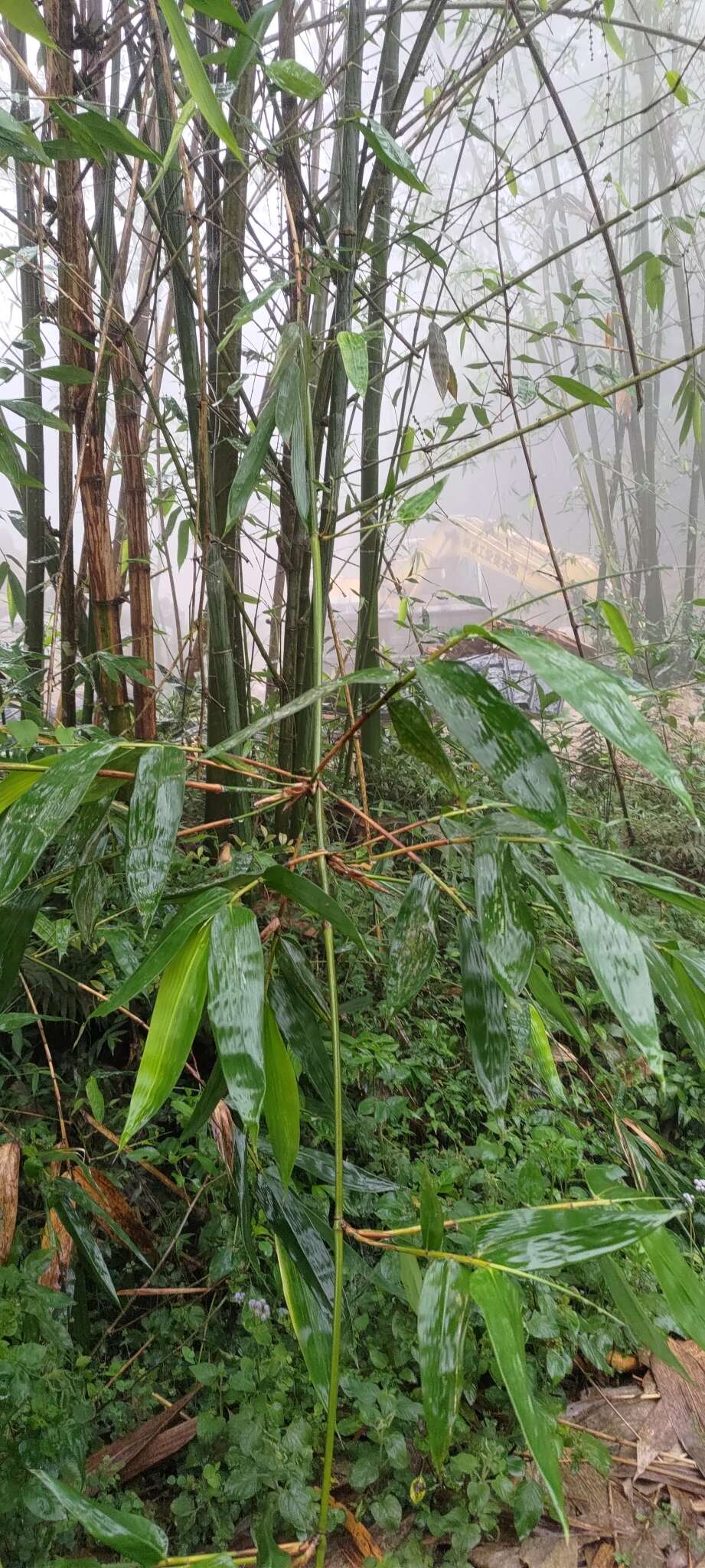 Plancia ëd Dendrocalamus latiflorus Munro