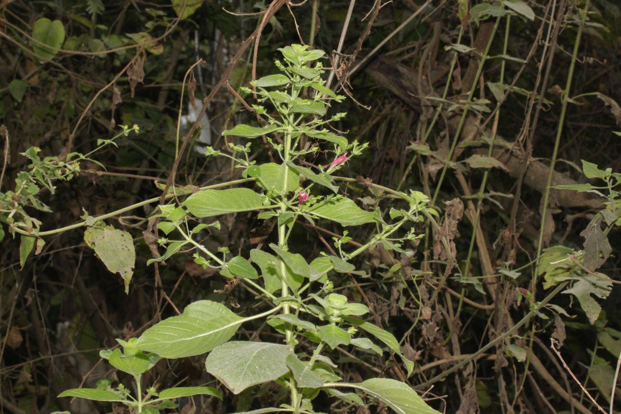 Image of Ruellia floribunda Hook.