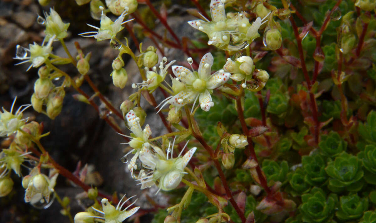 Image of Yellow-Dot Saxifrage