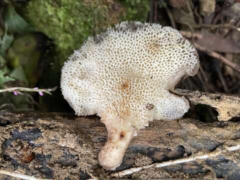 Image of Favolus grammocephalus (Berk.) Imazeki 1943