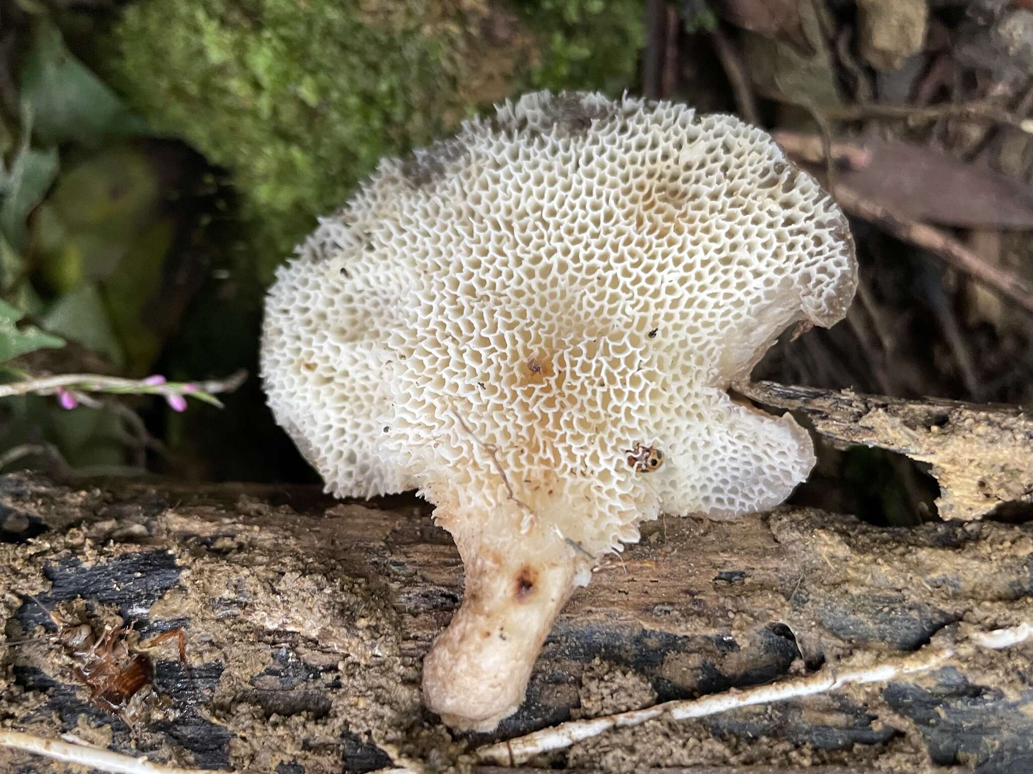 Image de Favolus grammocephalus (Berk.) Imazeki 1943