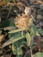 Image of feather-head knapweed