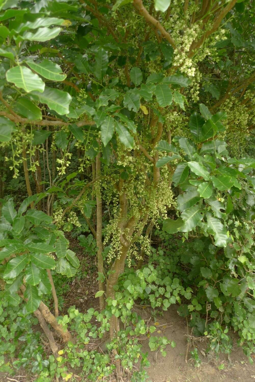 Dysoxylum spectabile (Forst. fil.) Hook. fil. resmi