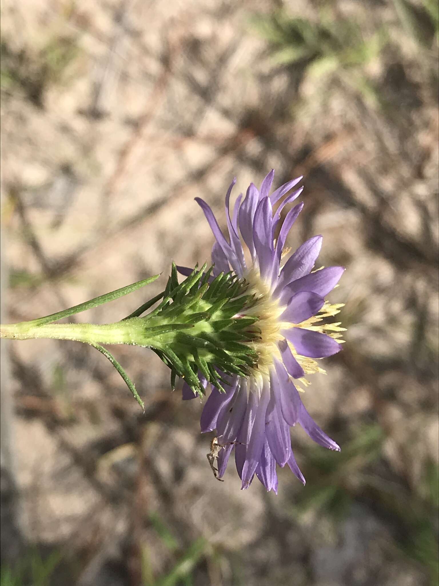 Image of southern prairie aster