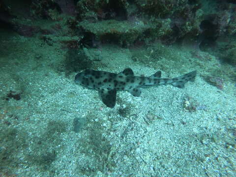 Image of Galapagos Bullhead Shark