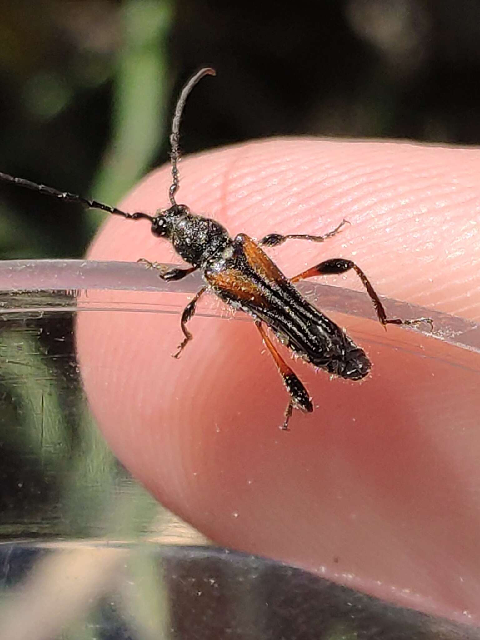 Image of Stenopterus similatus Holzschuh 1979