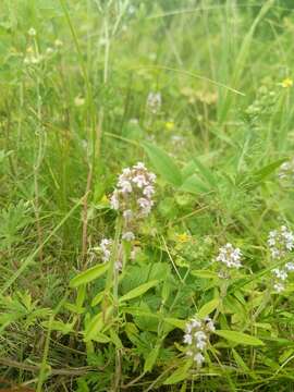 Image of Thymus pulegioides subsp. pannonicus (All.) Kerguélen