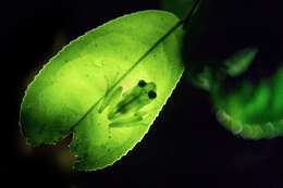 Image of Green Bright-eyed Frog