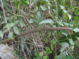 Image of Anthurium gaudichaudianum Kunth