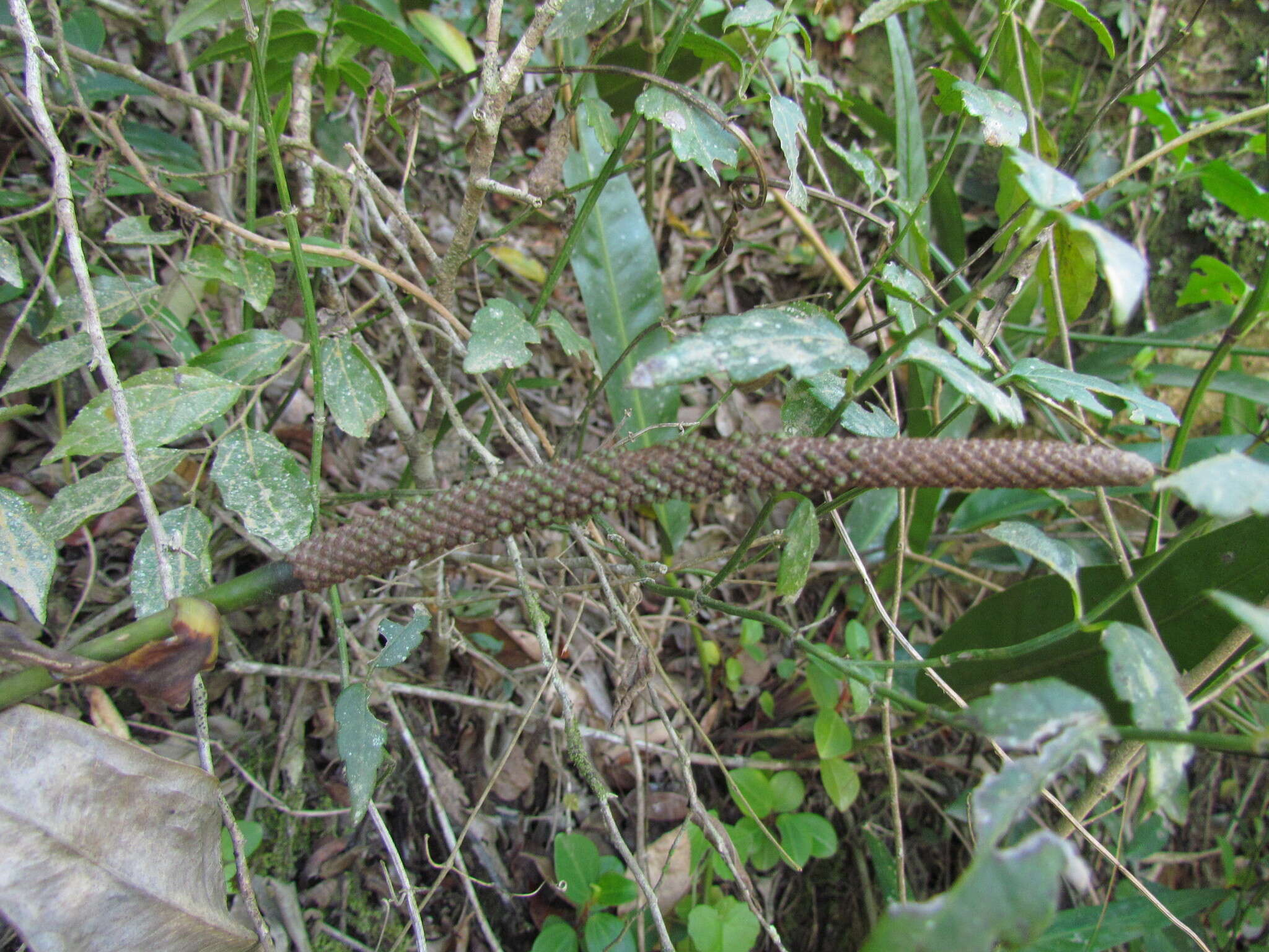 Plancia ëd Anthurium gaudichaudianum Kunth