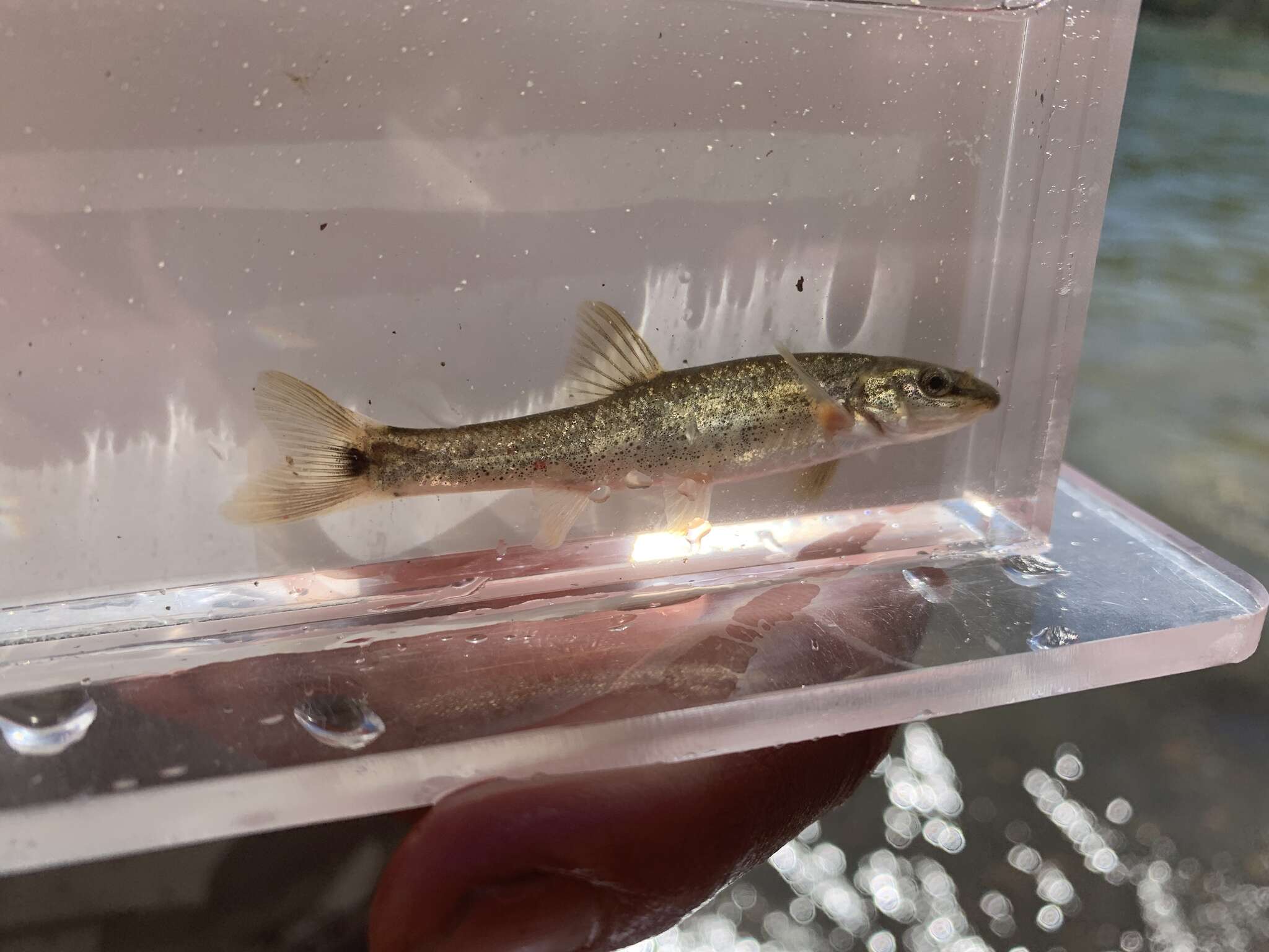 Image of Longnose Dace