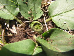 Image of Dorstenia brasiliensis Lam.