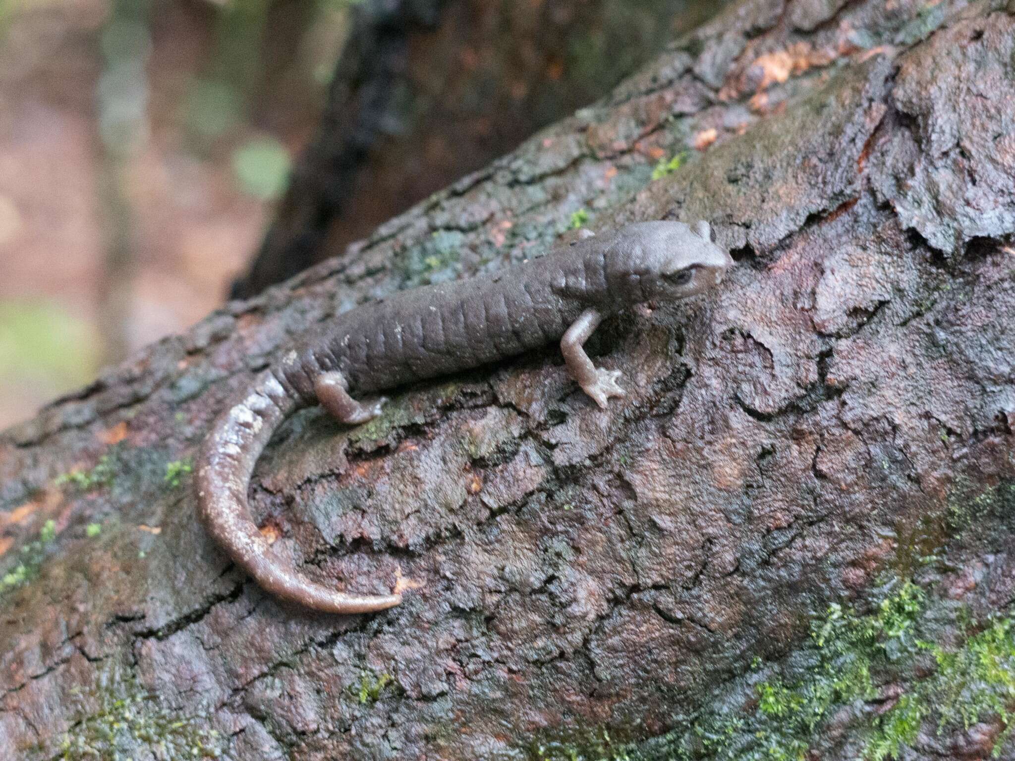 Image of Aquiloeurycea Rovito, Parra-Olea, Recuero & Wake 2015