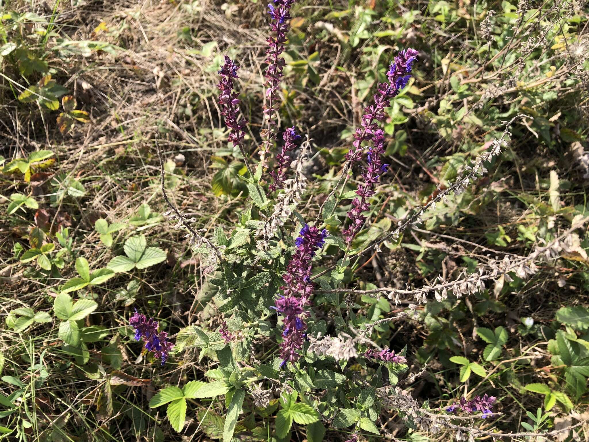 Imagem de Salvia nemorosa L.