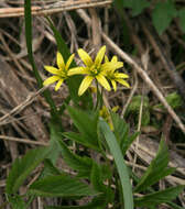 Image of Gagea granulosa Turcz.