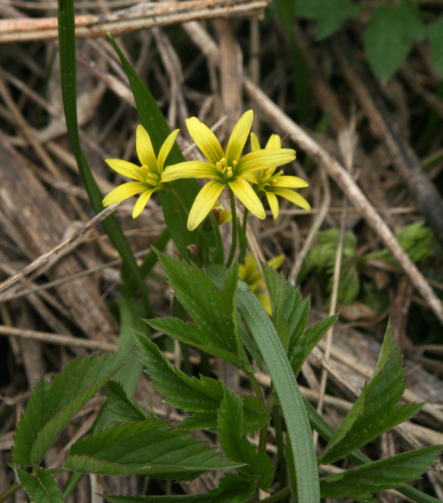 Image of Gagea granulosa Turcz.