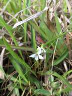 Image of bog white violet