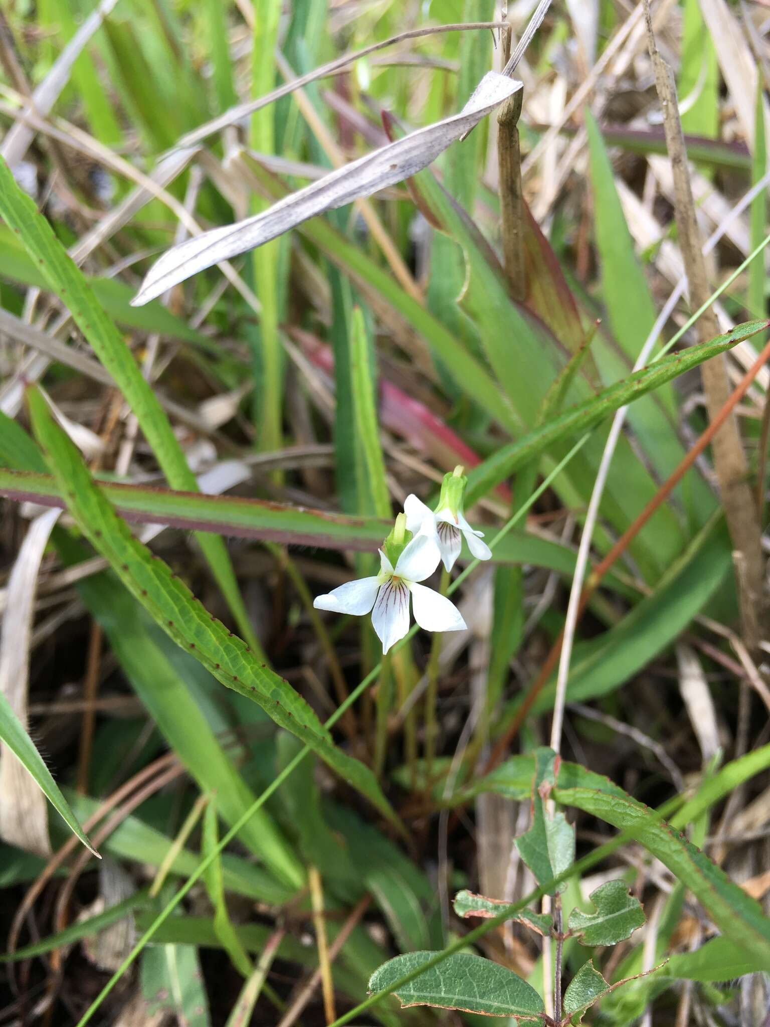 Image of bog white violet