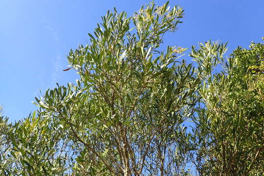 Image of Olea exasperata Jacq.