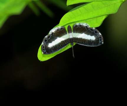 Image of Nymphidium baeotia Hewitson (1853)