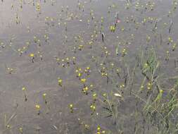 Image de Utricularia aurea Lour.