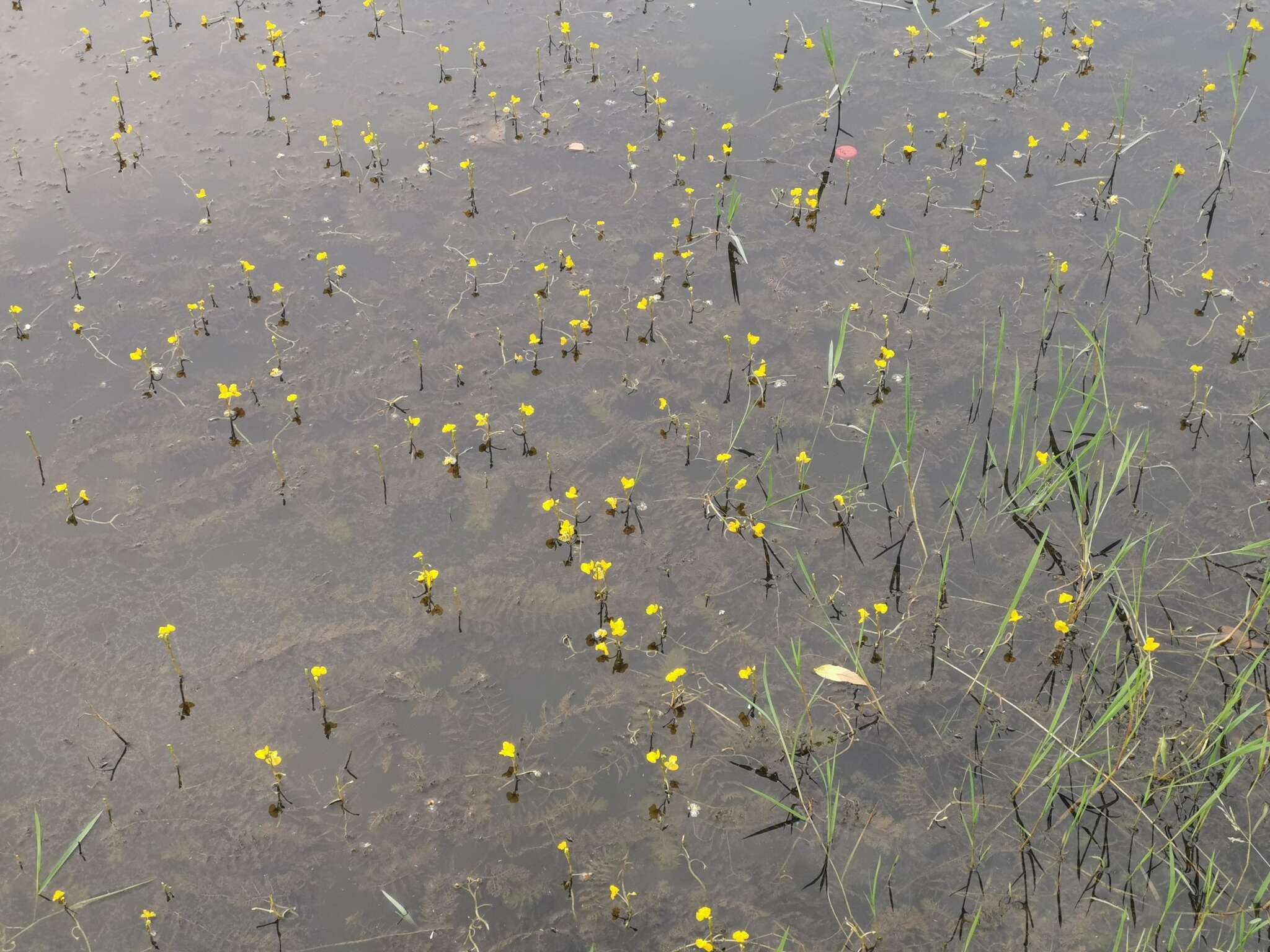 Image de Utricularia aurea Lour.