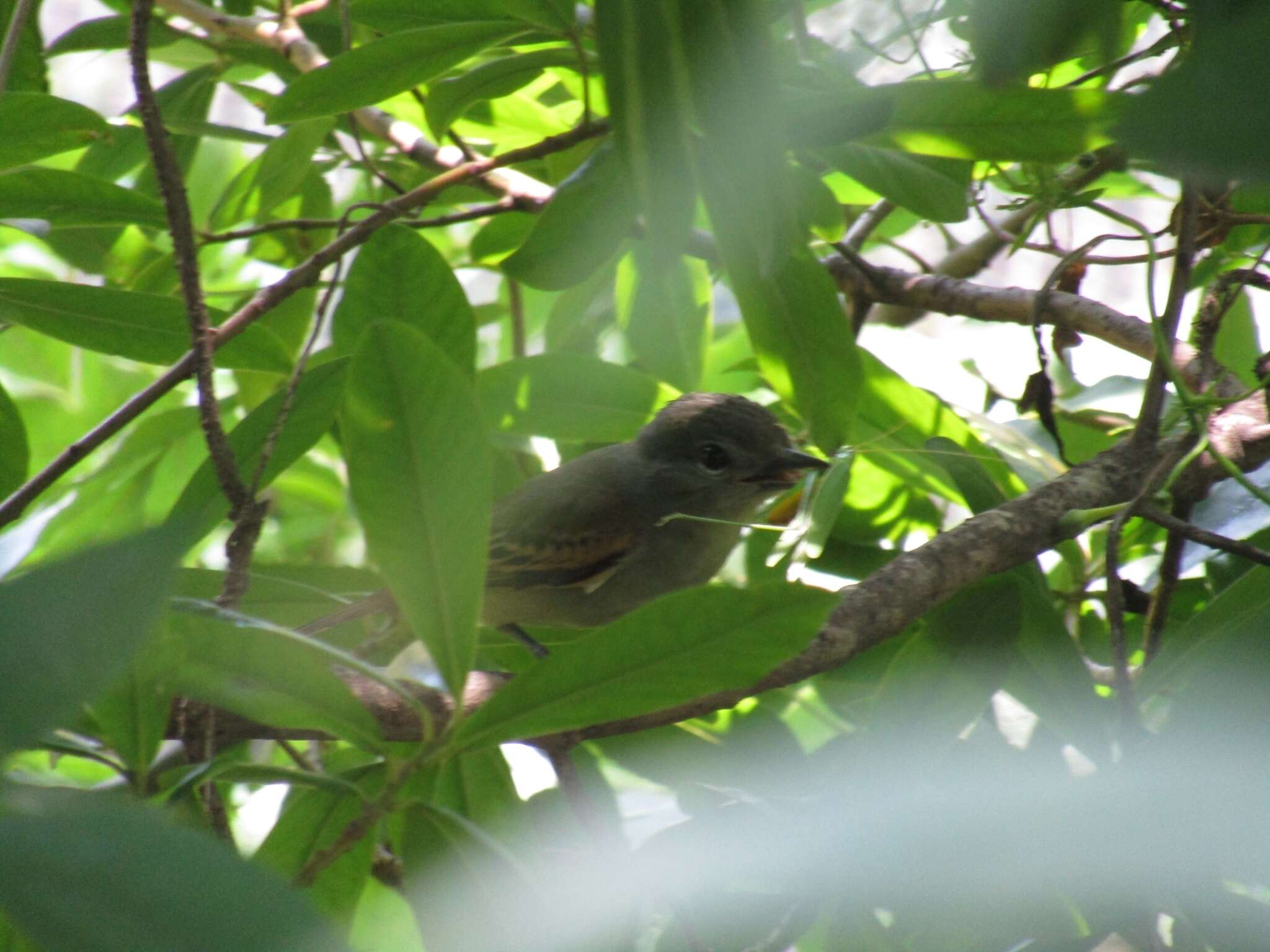 Pachyramphus polychopterus (Vieillot 1818) resmi