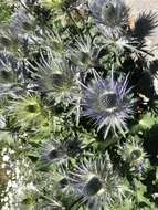 Imagem de Eryngium alpinum L.